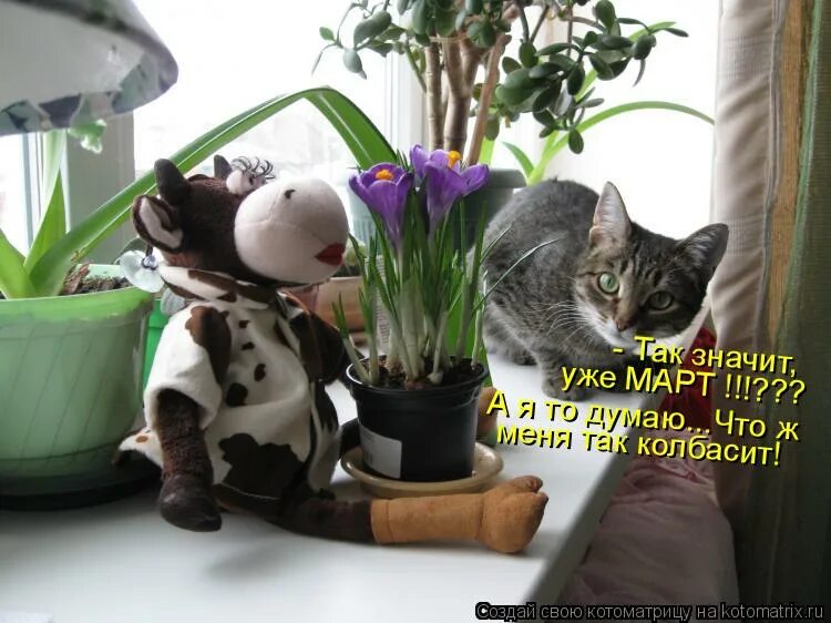 как завести девушку. смешные комментарии из социальных сетей. анекдот про кота. почему люди заводят кошек. сегодня завести.