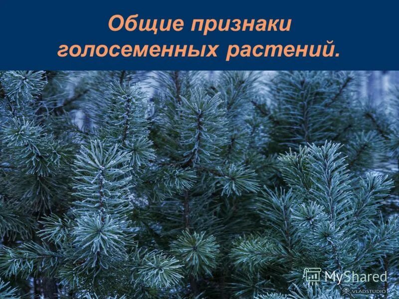 Культурные голосеменные растения. Голосеменные папоротники. Представители хвойных голосеменных растений. Признаки голосеменных растений. Классификация голосеменных растений схема.