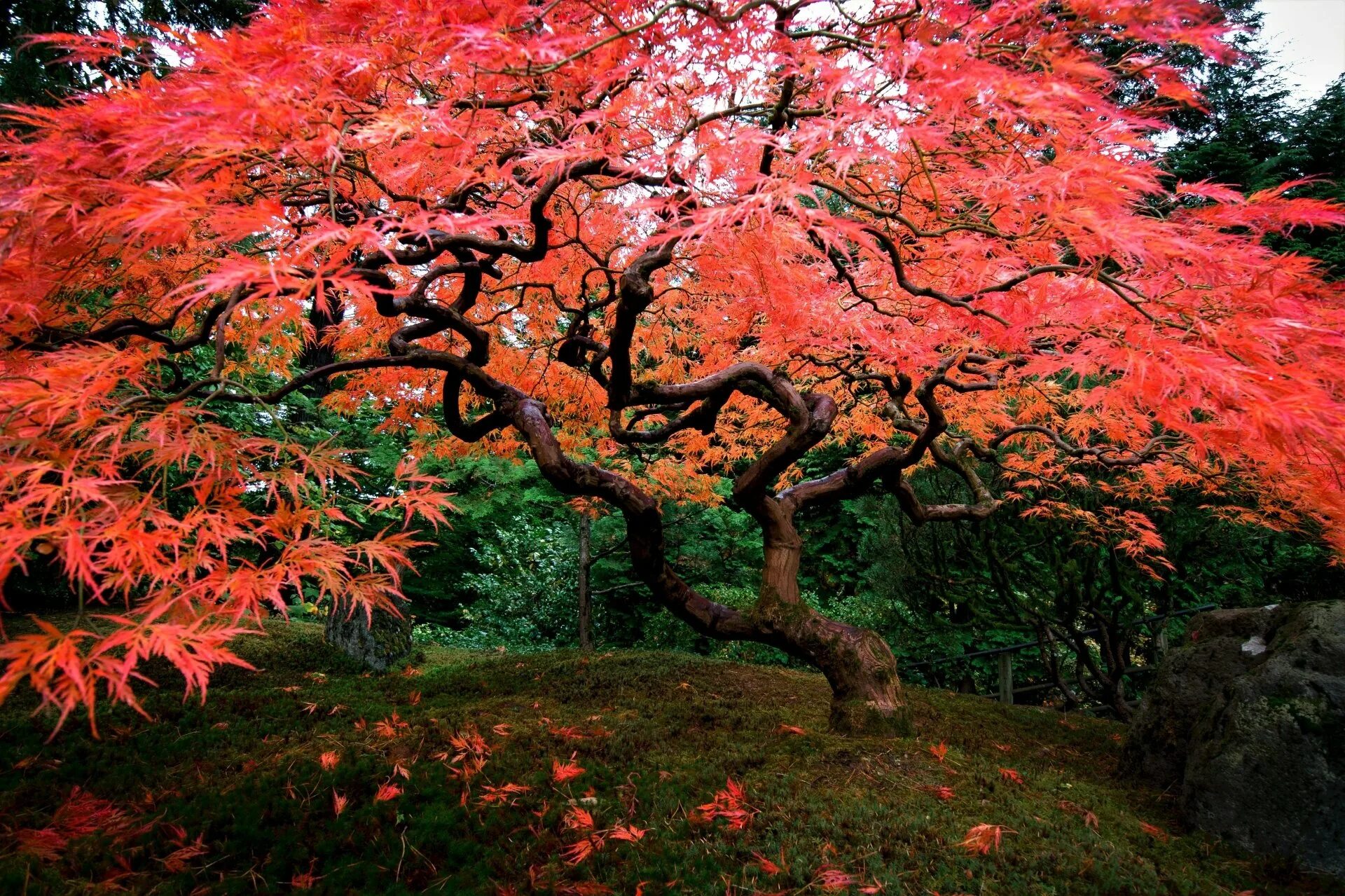 Maple tree