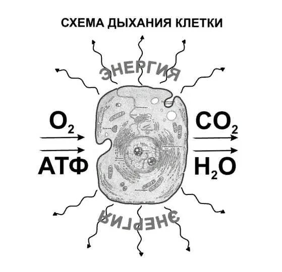 Клеточное дыхание схема. Клеточное дыхание митохондрии. Стадии клеточного дыхания рисунок ЕГЭ. Схема клеточного дыхания ЕГЭ биология.