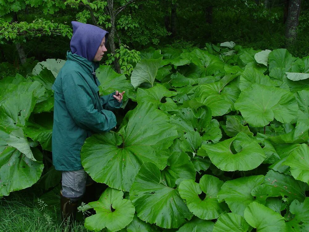 Сахалин лопух белокопытник. Белокопытник гибридный, Petasites japonicus. Белокопытник (Petasites). Белокопытник японский 'giganteus'. Шуршат лопухи