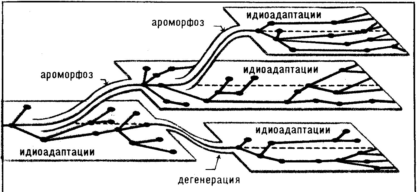 Ароморфоз адаптация. Схема соотношений между ароморфозом идиоадаптацией и дегенерацией. Схема ароморфоза идиоадаптации и дегенерации. Ароморфоз идиоадаптация схема. Эволюция ароморфоз идиоадаптация дегенерация.