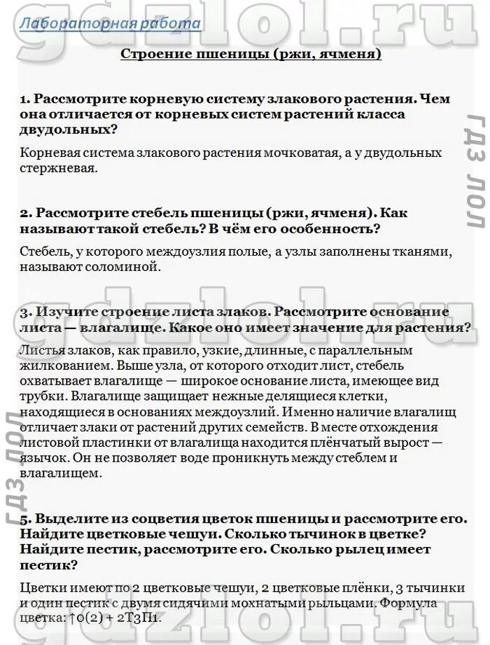 Строение пшеницы биология. Строение пшеницы лабораторная работа 6 класс. Лабораторная работа строение пшеницы 7 класс. Внутреннее строение стебля пшеницы. Лабораторная работа строение пшеницы 7 класс.