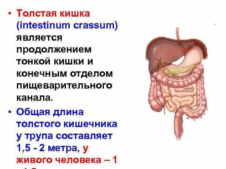 Толщина Толстого кишечника человека. Длина и отделы тонкого и Толстого кишечника. Длина толстой кишки и тонкой у человека. Длина тонкого и Толстого кишечника. Толстая кишка человека особенности