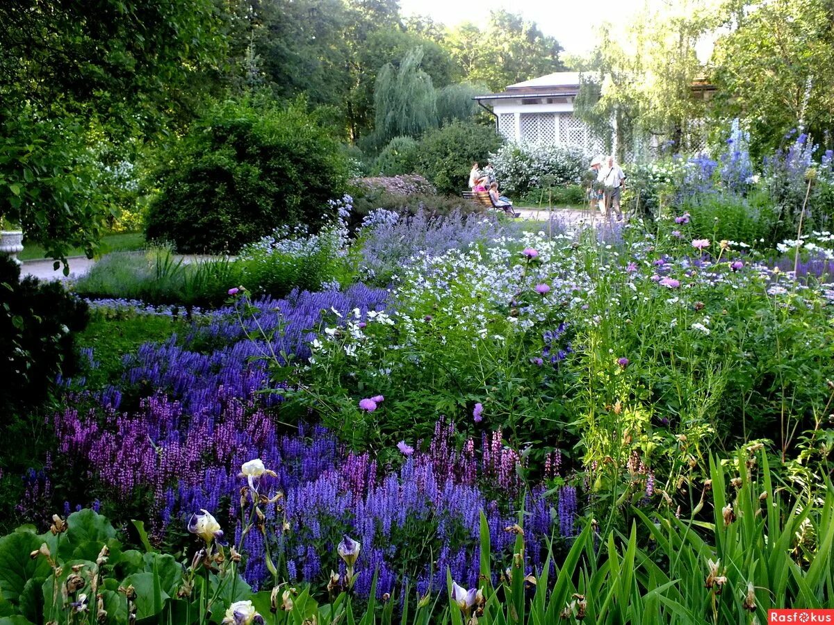 Голубой сад роз. Сад в синих тонах. Сад в голубом цвете. Бело голубой сад. Цветник в голубых тонах.