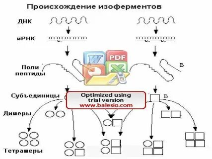 Биологическая роль изоферментов