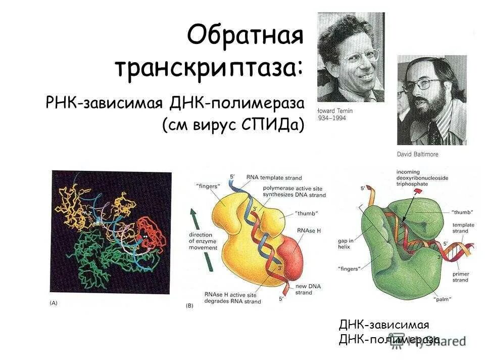 Фермент обратная транскриптаза