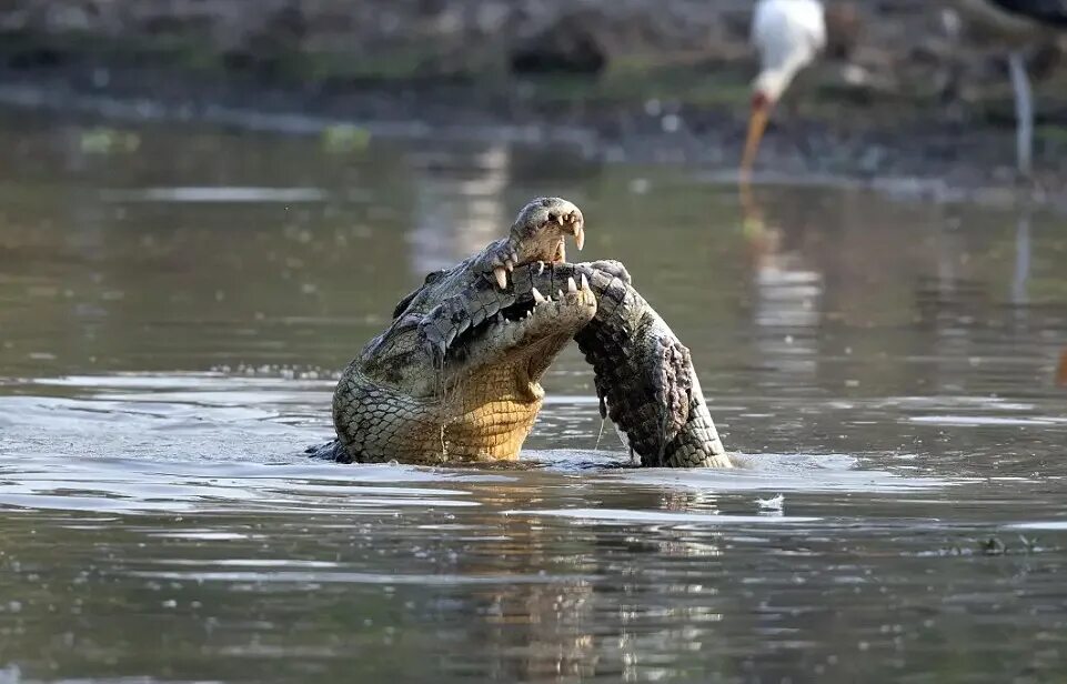 Крокодил сражается. Нильский крокодил нападения. Миссисипский аллигатор охотится. Гиппопотам против крокодила. Нильский варан.
