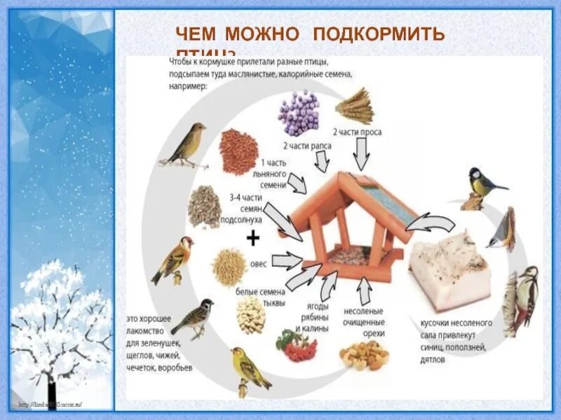 Что можно птицам зимой. Чем можно подкармливать птиц зимой. Корм для зимующих птиц. Чем питаются зимующие птицы зимой. Корм для птиц в кормушку зимой.