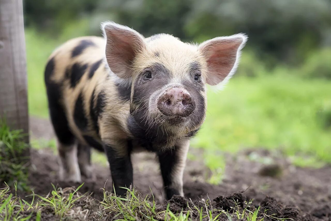 File:Cute Piglet.jpg - Wikimedia Commons