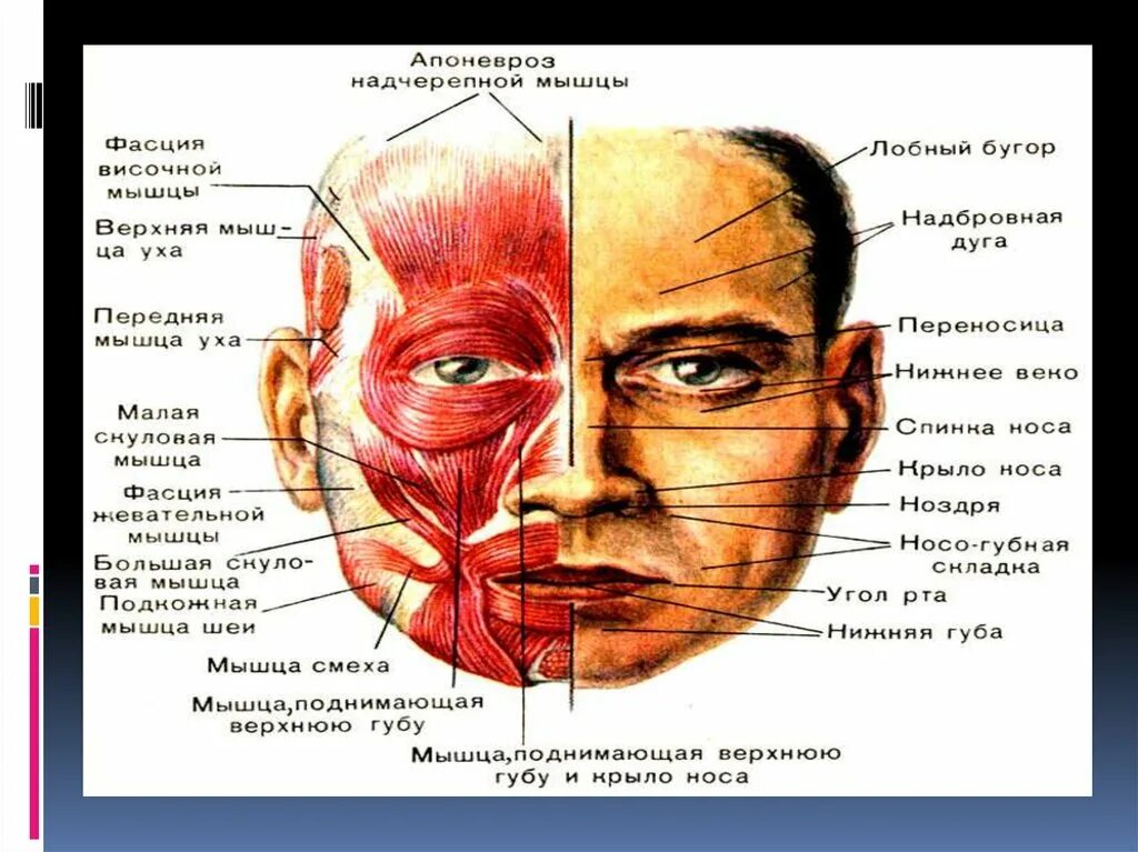 Массаж апоневроза головы