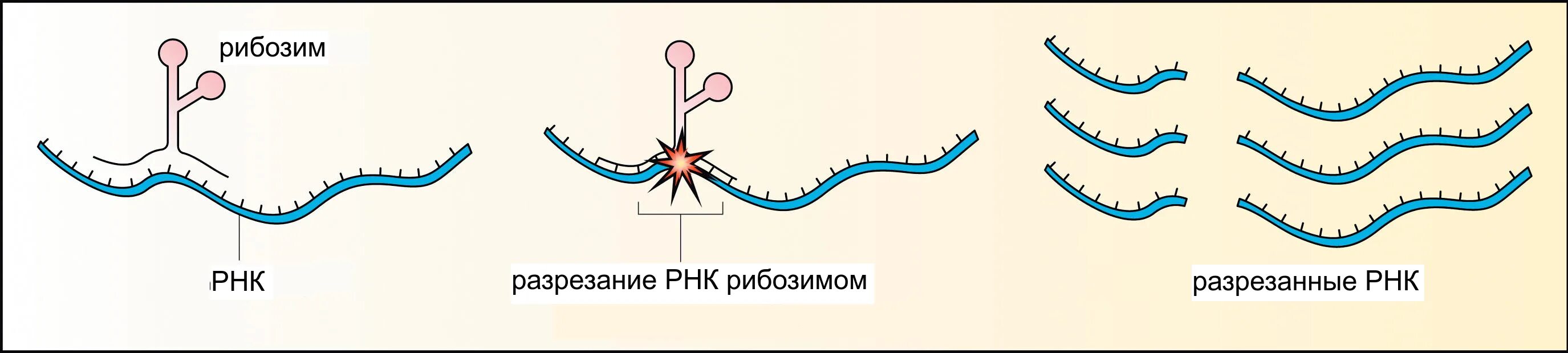 Каталитическая рнк. Ферментативная активность РНК. Рибозимы.. Рибозимы структура. Рибозимы биороль. Строение рибозимов.