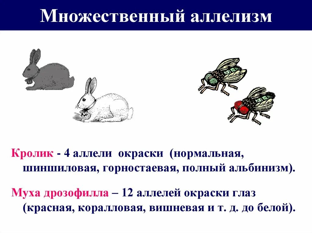 Множественный аллелизм у кроликов. Наследование окраски шерсти у кроликов множественный аллелизм. Множественный аллелизм схема скрещивания. Множественный аллелизм примеры.