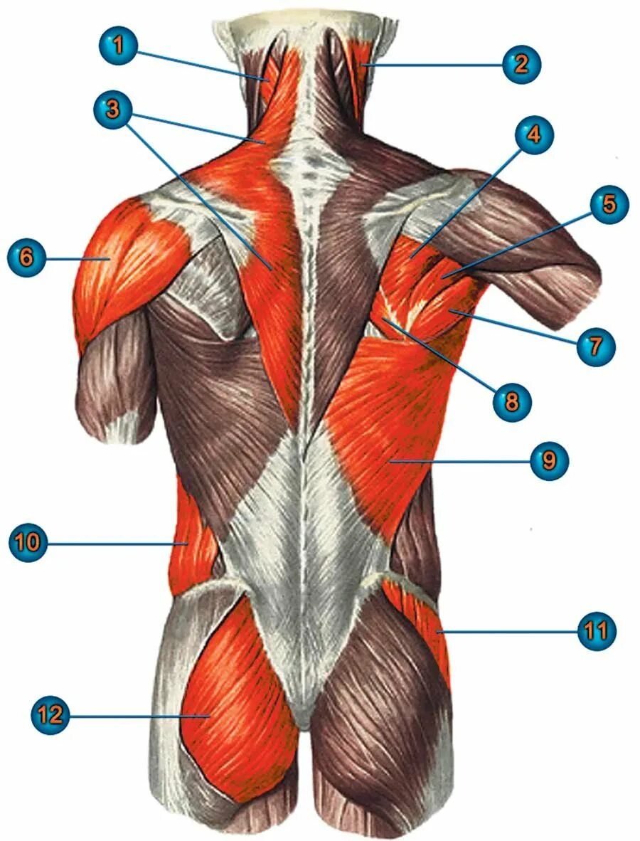 Атлас Синельников мышцы спины. Мышцы спины Синельников. Главная мышца тела