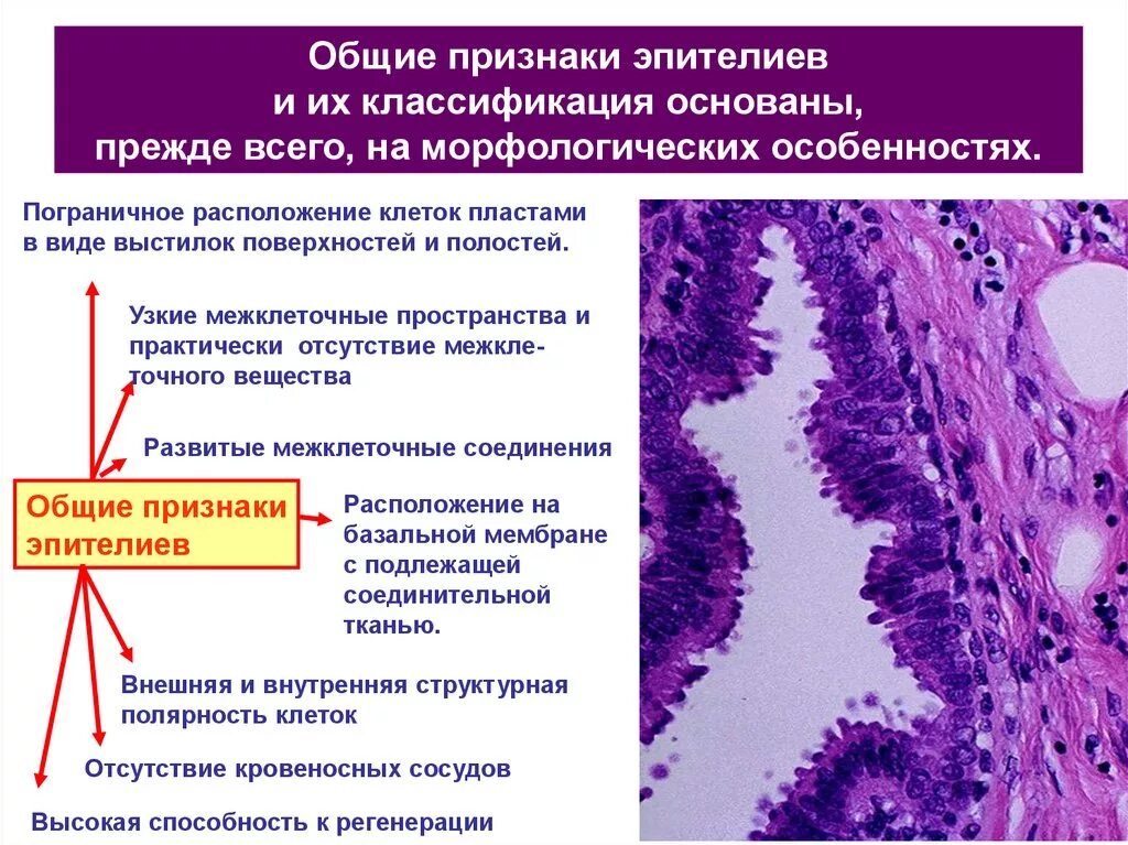 Местоположение клетки