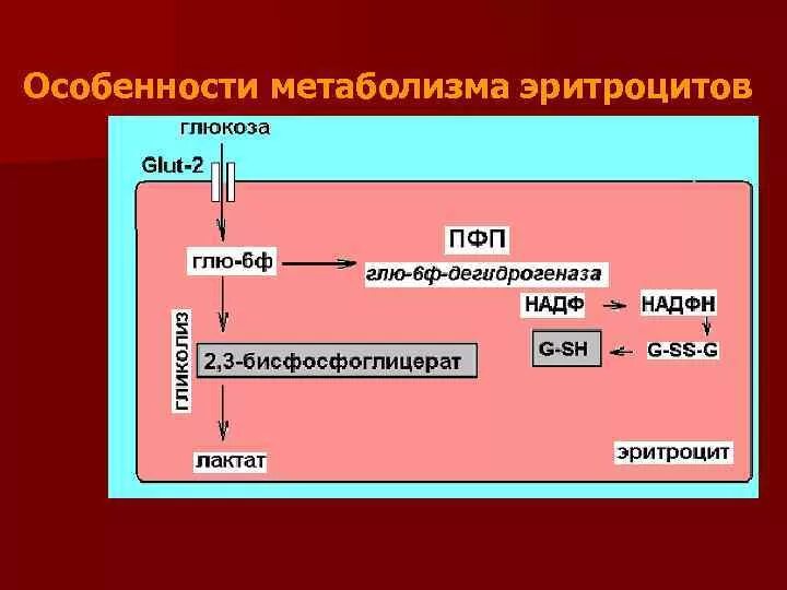 Метаболизм эритроцитов биохимия. Метаболизм эритроцитов биохимия схема. схему метаболических процессов, протекающих в эритроците.