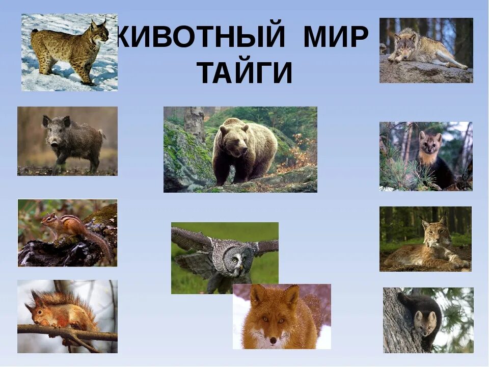 Какие животные в природной зоне тайга. Природная зона Тайга животный мир. Тайга европейская часть России животный мир. Обитатели тайги. Животный мир таежной зоны.