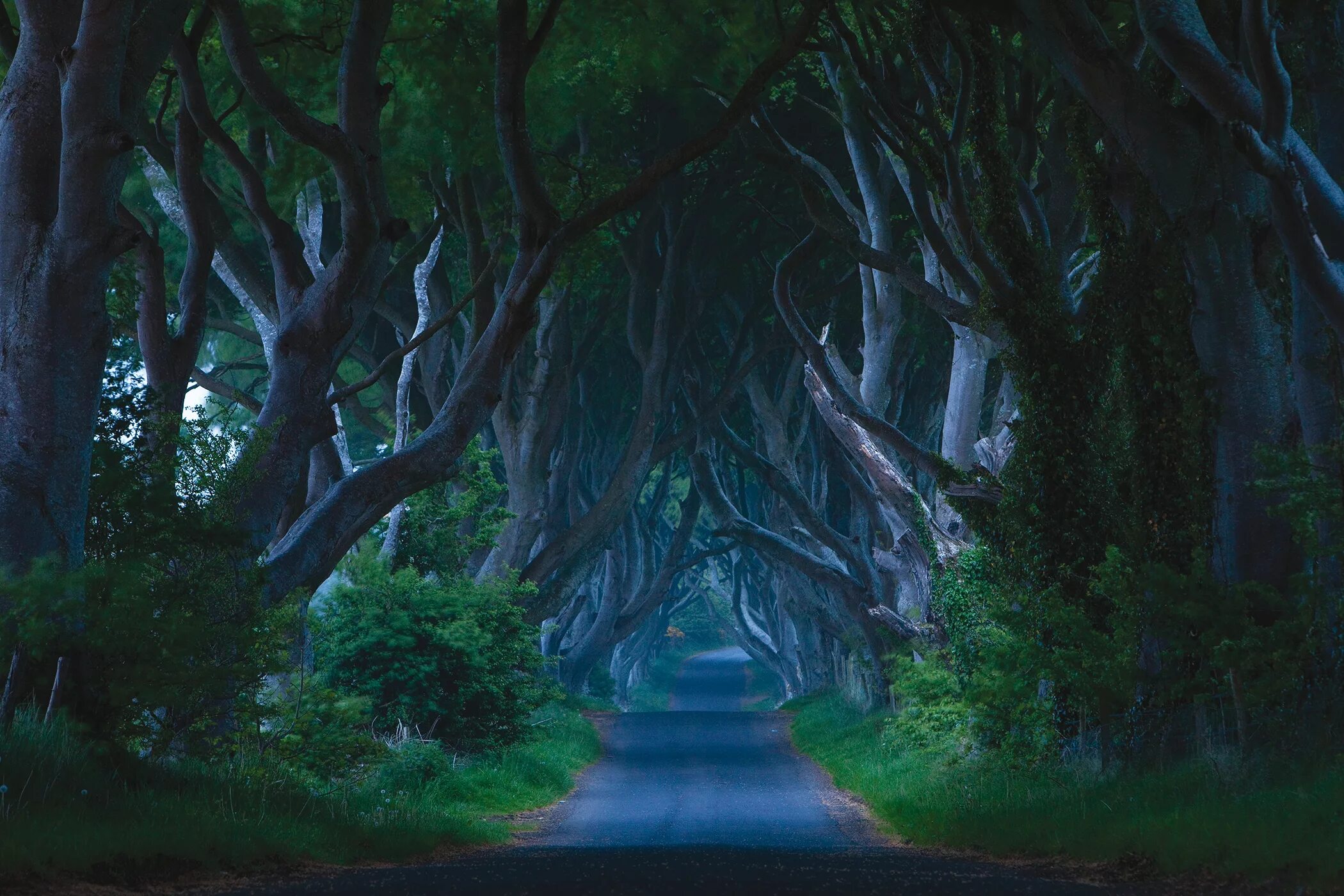 Заколдованные картинки. Таинственная аллея дарк Хеджес. Аллея дарк Хеджес Ирландия. Тёмная аллея(Dark Hedges). «Зачарованный лес» («Enchanted Forest»).