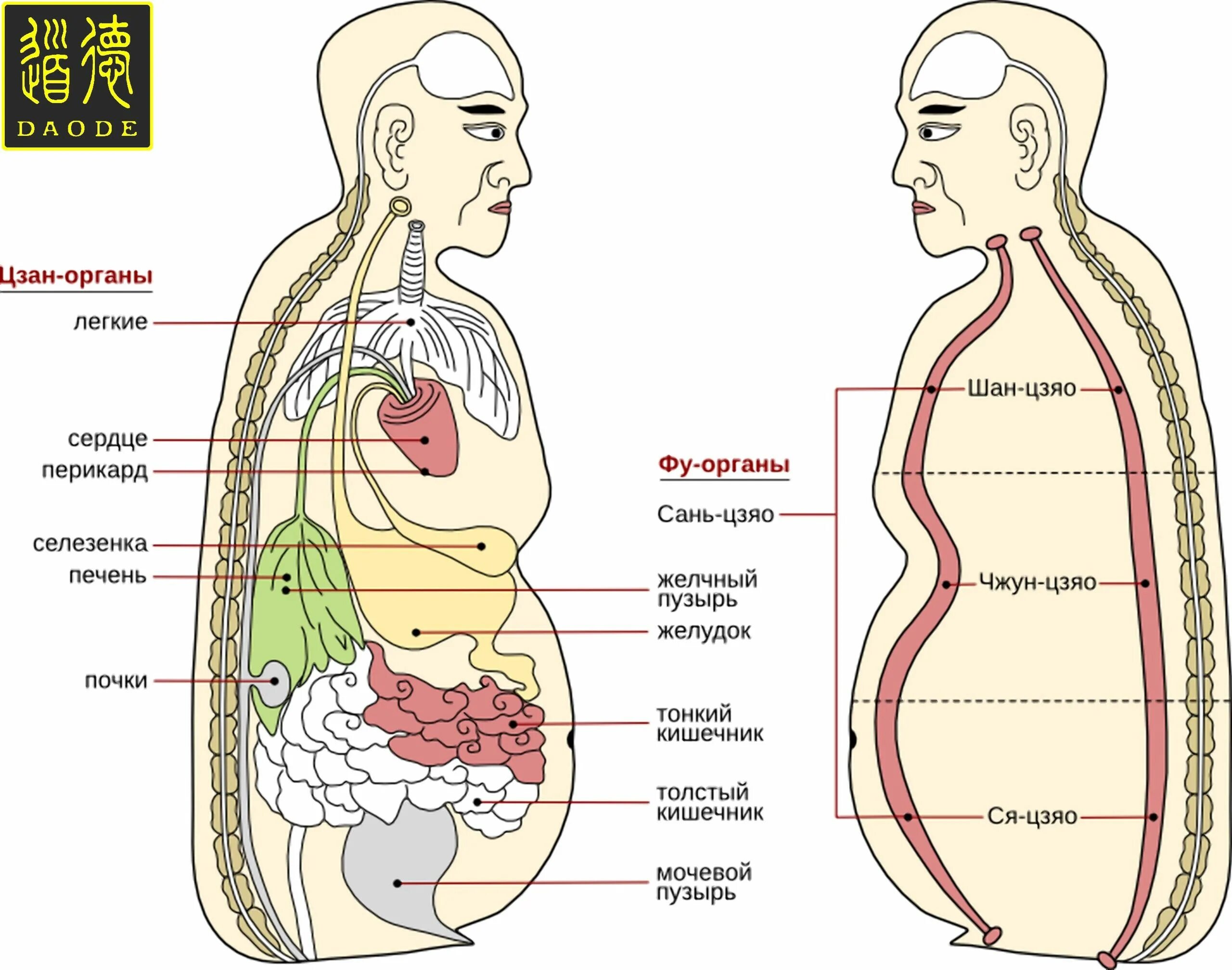 Органы Цзан и фу. Органы Чжан и фу. Взаимосвязи внутренних органов. Пять органов Цзан. 3 парных органах