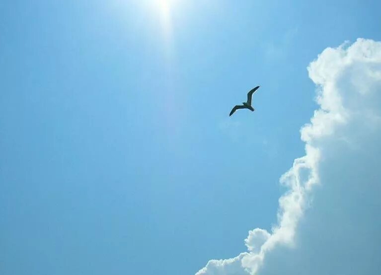 Слово ввысь. Птицы в небе. Птица высоко в небе. Птица внеебе. Птица улетает в небо.