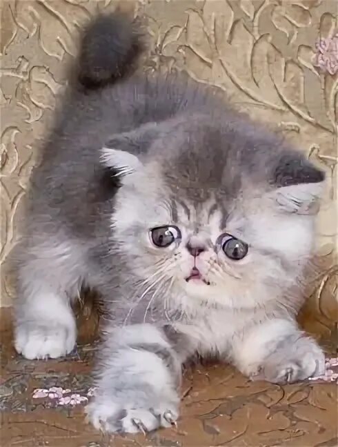 Авито иркутск котята. Породистые котята. Кот экзот. Породистые персидские котята продаются. Недорогие породы котят.