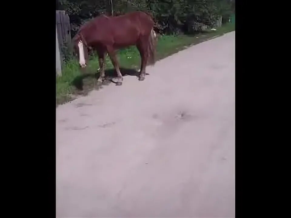 Далеко далеко далеко ускакала в поле молодая лошадь. Лошадь далеко. Ускакала в поле молодая лошадь. Конь ускакал.