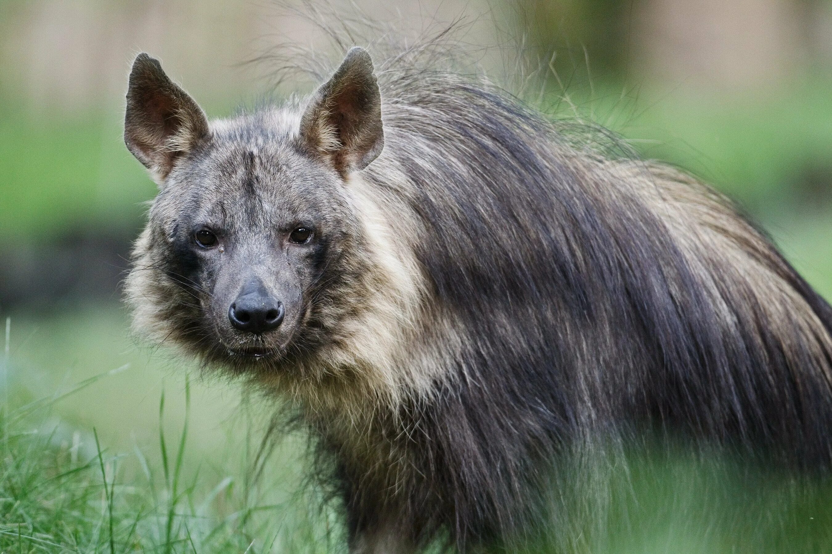 Зверь с длинной шерстью. Бурая гиена Hyaena brunnea. Полосатая бурая гиена. Длинношерстная гиена. Гиены бурая гиена.