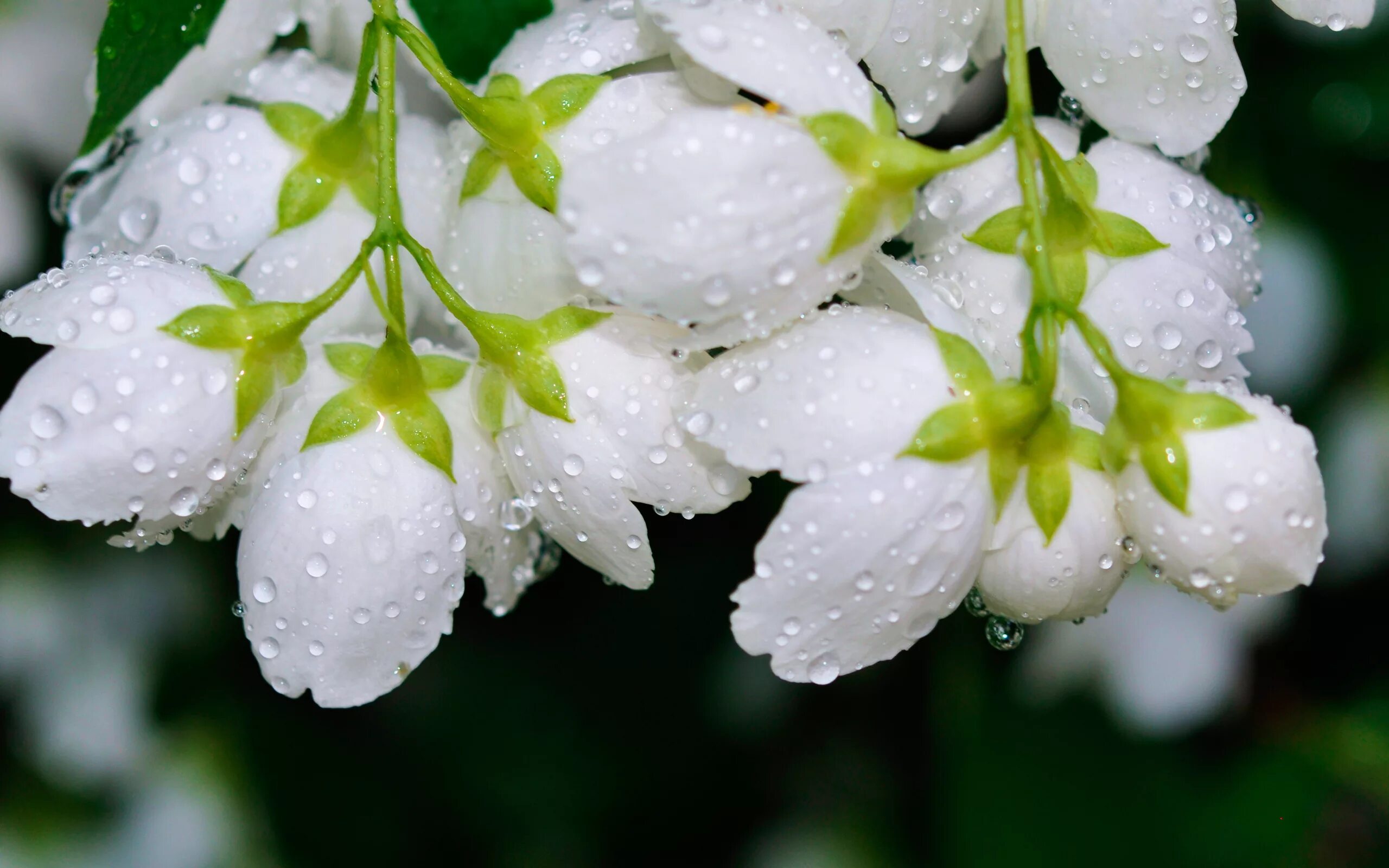 White spring. Чубушник и Ландыши. Цветение жасмина белого.