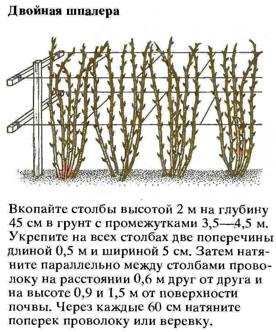 На каком расстоянии сажать ежевику друг. Шпалерный метод подвязки малины. Подвязка ремонтантной малины. Посадка малины ремонтантной осенью. Посадка ремонтантноц машины схема.