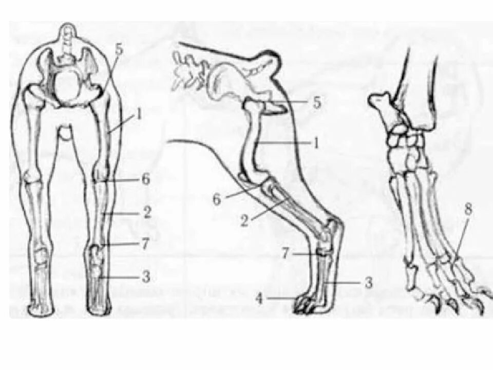 Плюсна анатомия собаки лапа. Анатомия костей скакательного сустава собаки. Кости задней конечности собаки. Строение задней конечности собаки. Рассмотрите кости задних конечностей назовите их обратите
