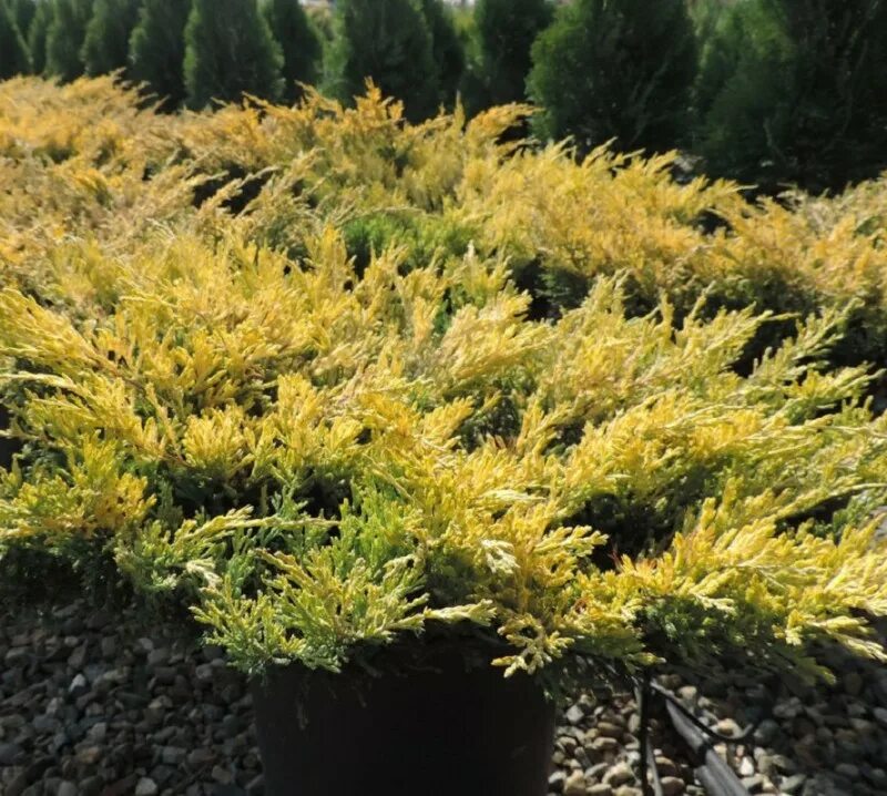 juniperus media old gold