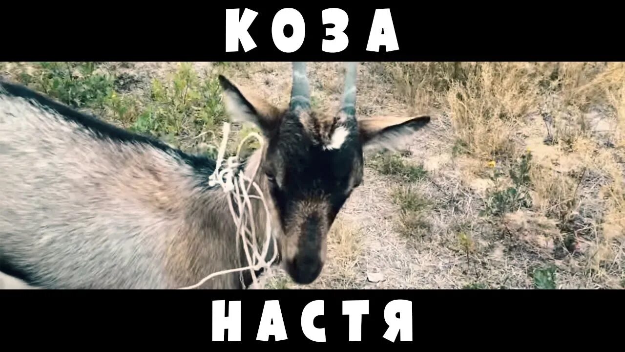 Смешная коза. Надпись коза. Смешная коза. Любовь зла полюбишь и козла. Смешной козел.