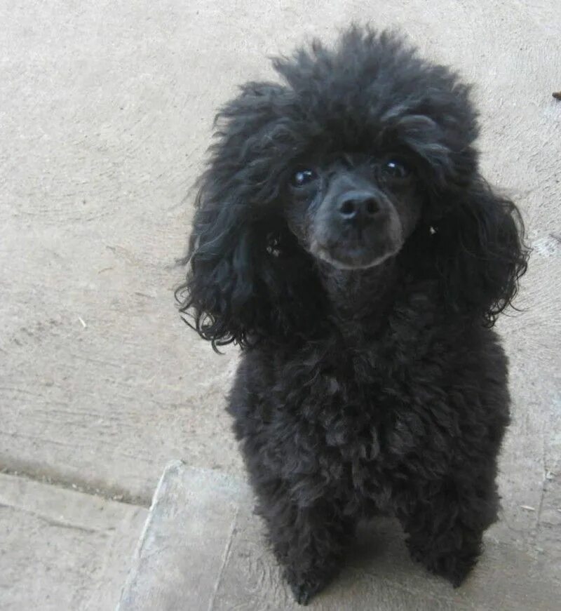 Карликовый королевский пудель. Черный блю пудель. Голубой пудель. Пудель карликовый синий. Сини пудель.