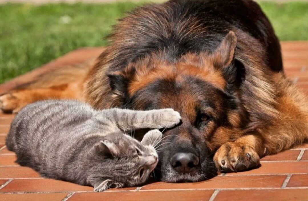 Большие собаки и кошки. Кошки и собаки. Дружба животных. Дружба кошки и собаки. Собака с кошкой дружат.
