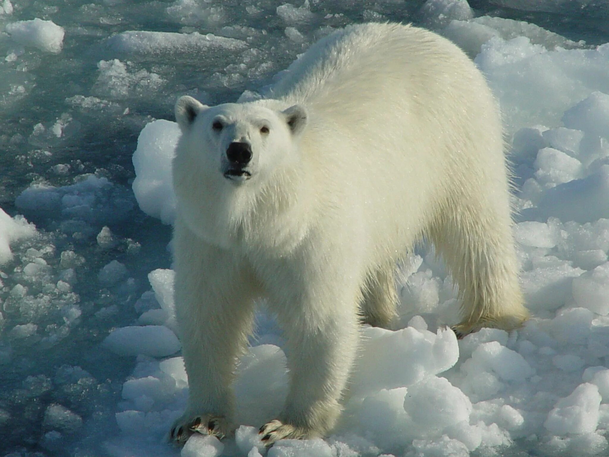 Белый вид. Животные России. Животные РОССИИРОССИИ. Животные на р. Белый медведь вымирающий вид.