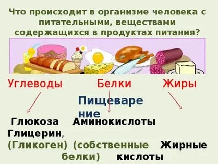 Какие питательные вещества содержатся в пищевых продуктах