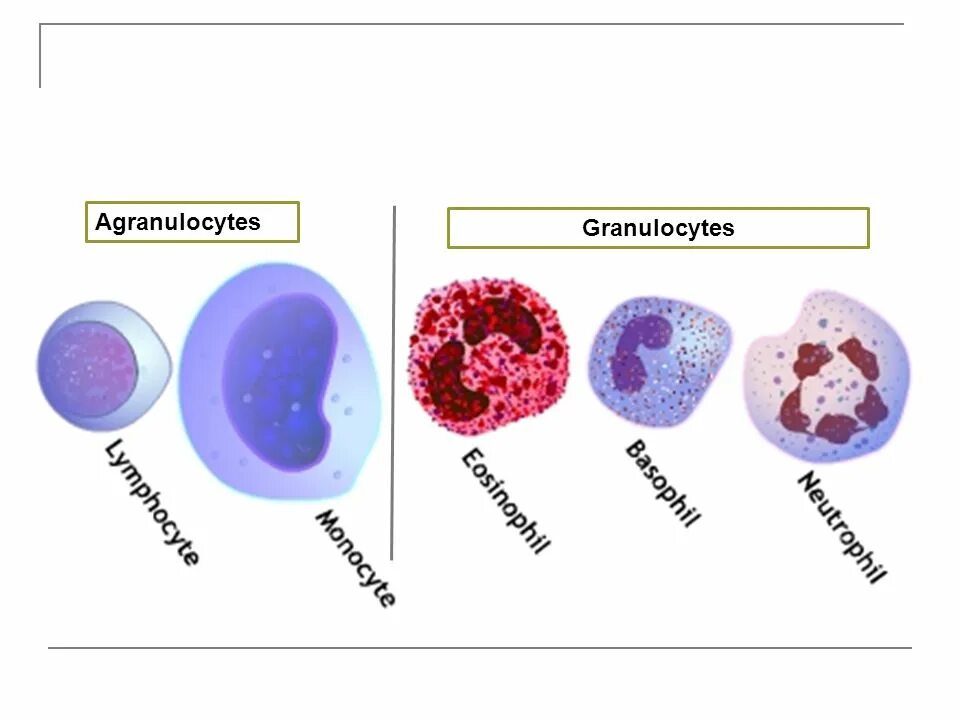 Эозинофилы нейтрофилы базофилы на препарате. Нейтрофильный лейкоцит строение. Гранулоциты макрофаги лейкоциты. Лейкоциты гранулоциты и агранулоциты. Макрофаги эозинофилы