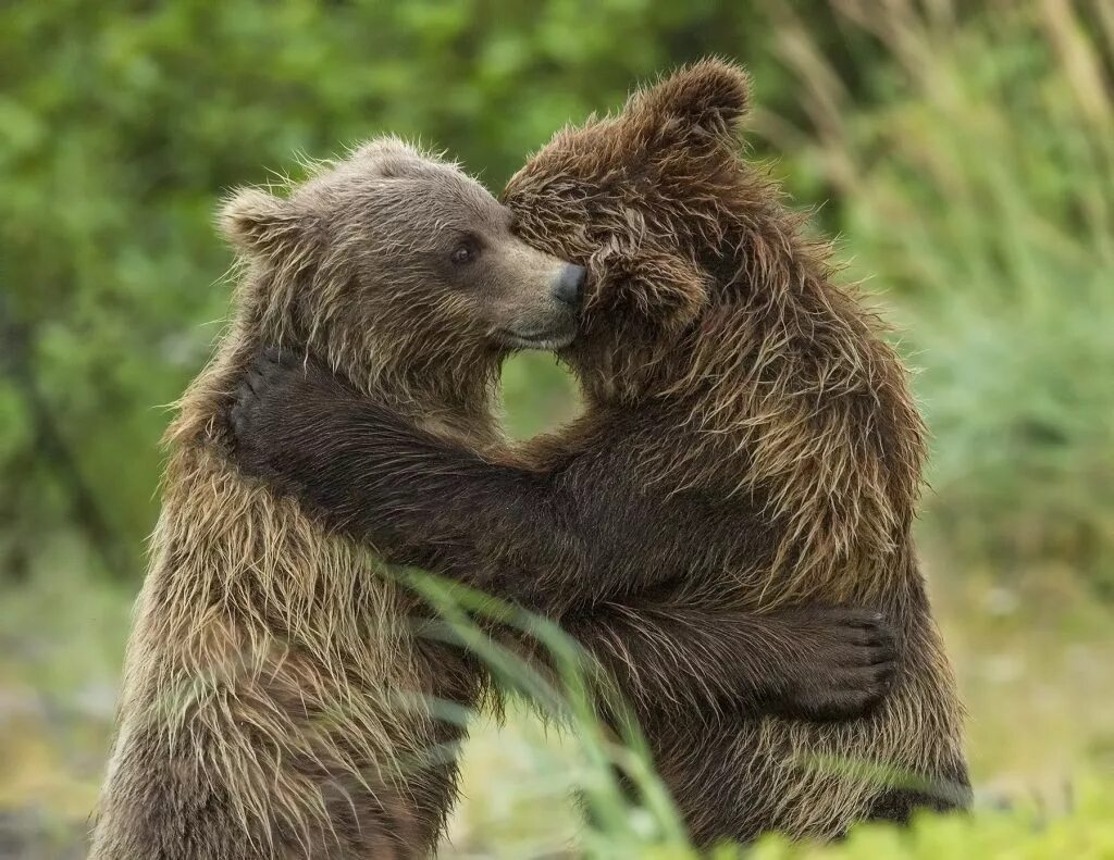 Медведи обнимаются. Медвежата обнимаются. Обнимашки с медведем. Мишки обнимаются. Медведь понравилось