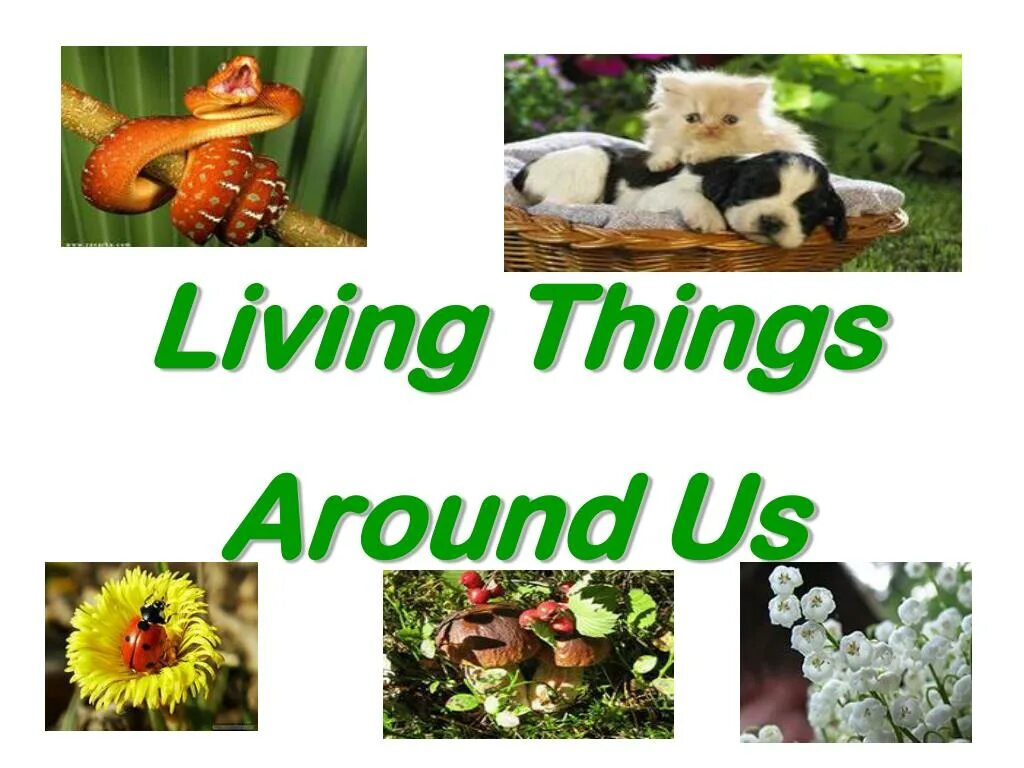 Living things around us. Living things around us презентация. Проект на тему Living things around. Living things around us 7 класс презентация.