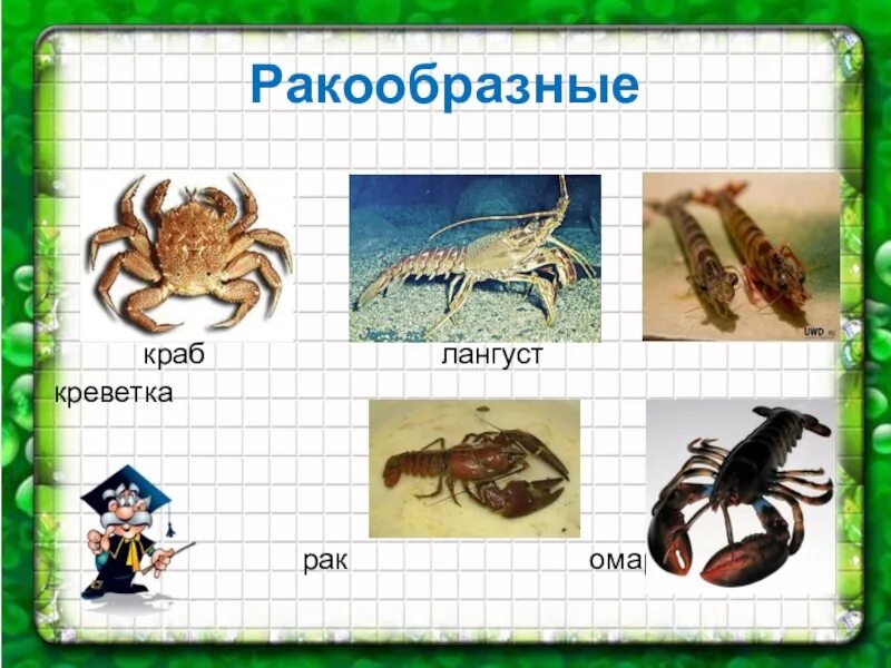 Разнообразие ракообразных. Группы животных ракообразные. Ракообразные животные названия. Ракообразные 3 класс окружающий мир. Крабы группа животных