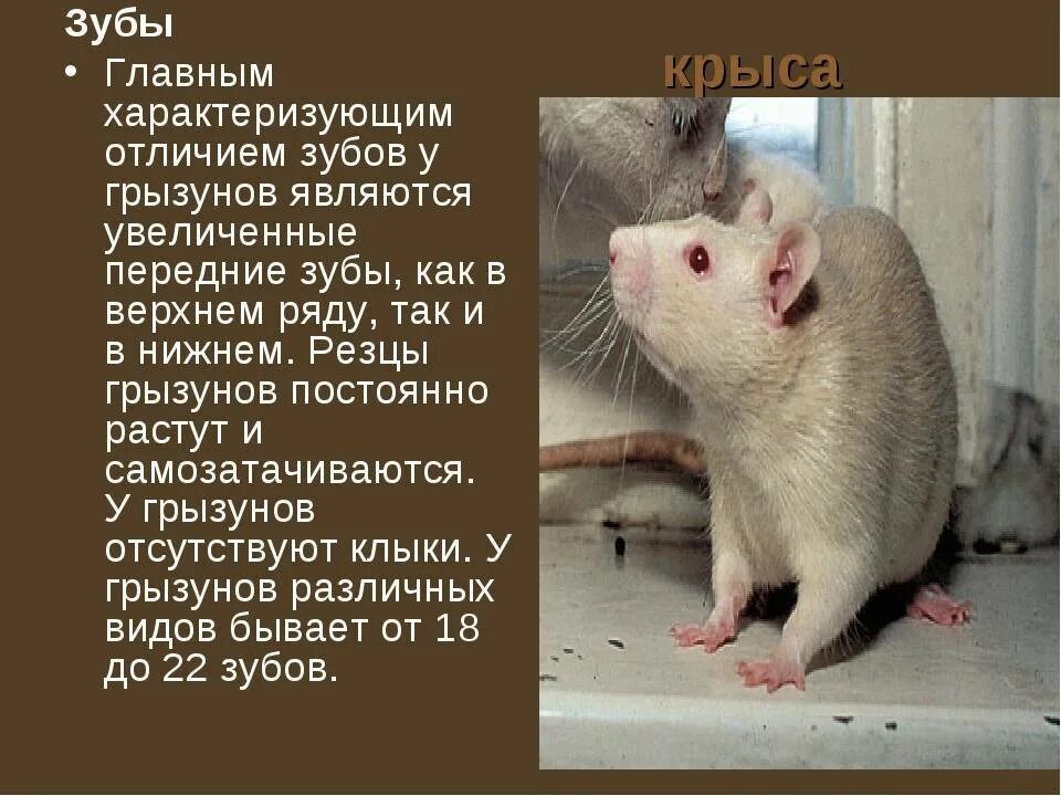 Информация о крысах. Интересные факты о крысах. Интересные факты о крысах декоративных. Доклад про крыс.
