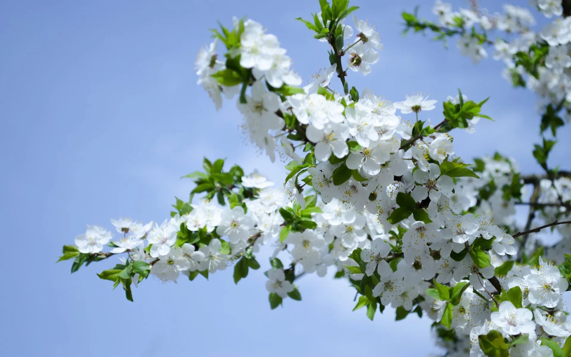 Белая цветет в мае. Вишни яблони черёмуха цветут. Весенние цветы. Яблони в цвету. Цветущая вишня.