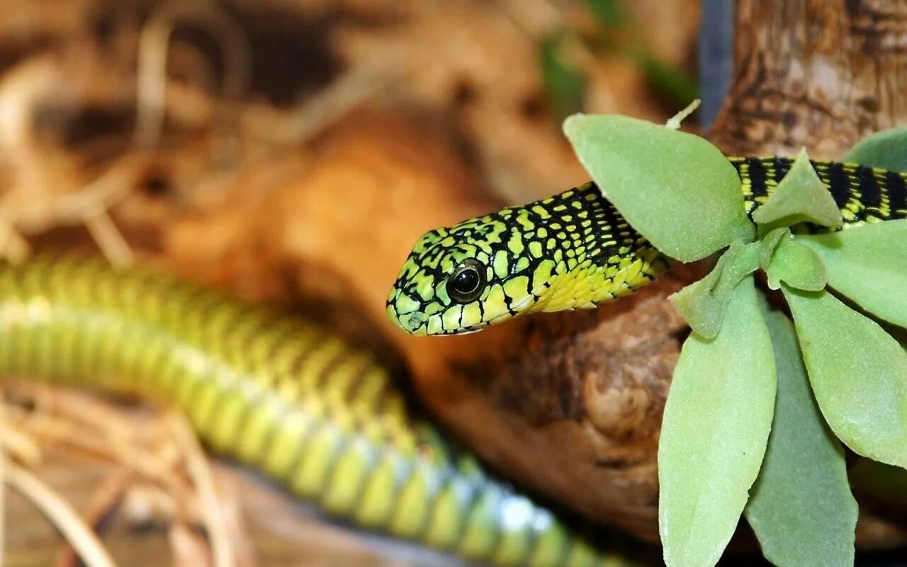 Тропическая змея 4. Бумсланг змея. Тропическая гадюка. Рептилия - гадюка. Ядовитые ящерицы.