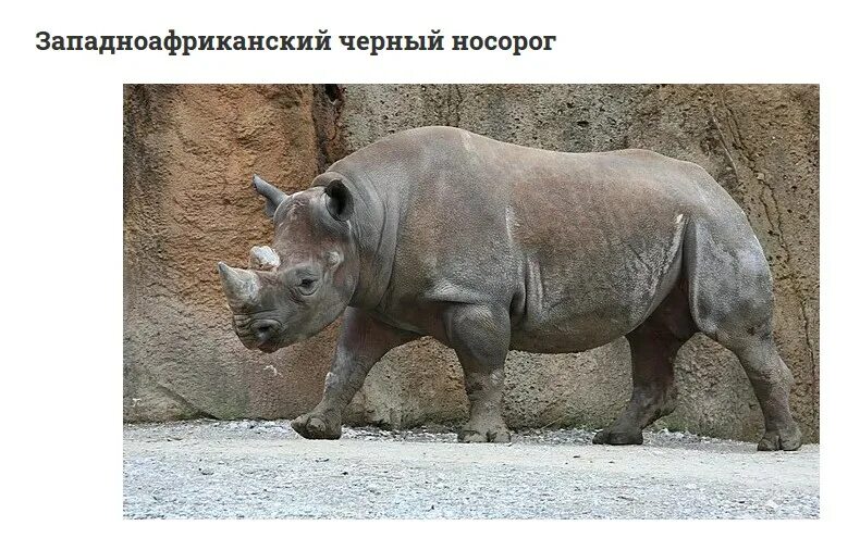 какие животные вымерли по вине человека. какие животные вымерли по вине человека. животные которые исчезли по вине человека. животные исчезнувшие по вине человека. вымершие животные по вине человека.