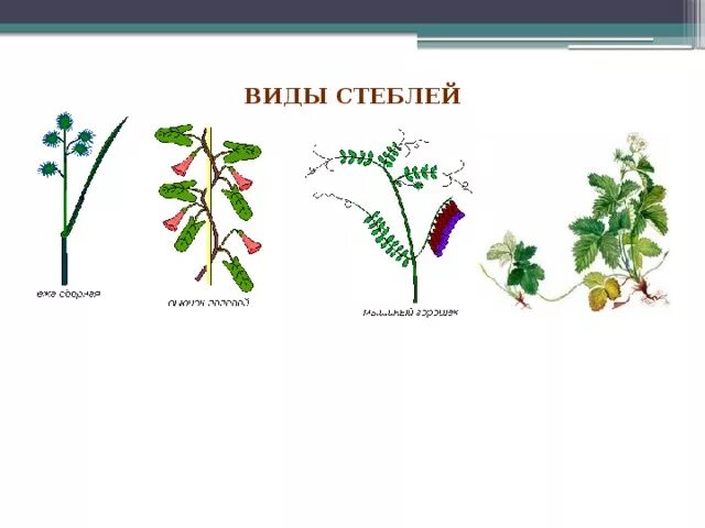 Картинки ПРЕДСТАВИТЕЛИ РАСТЕНИЙ СТЕБЛЕЙ