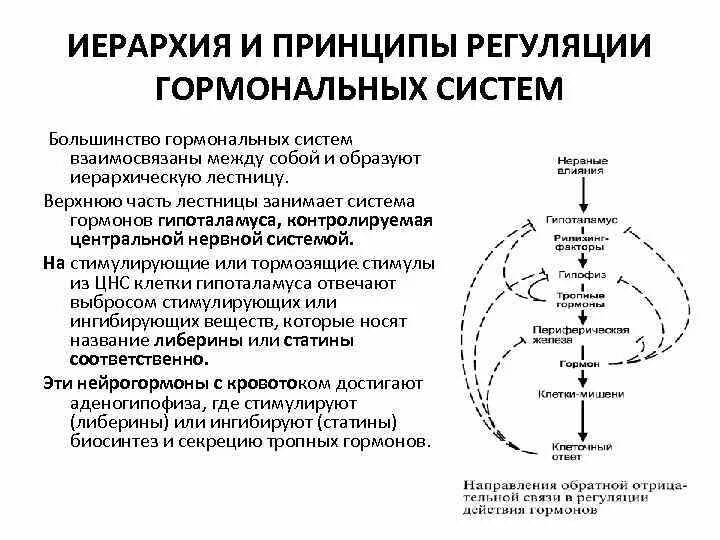 Иерархия и принципы регуляции гормональных систем.. Механизмы и принципы гормональной регуляции. Принципы гормональной регуляции физиология. Принципы обратной регуляции гормонов. Гормон центральной нервной системы