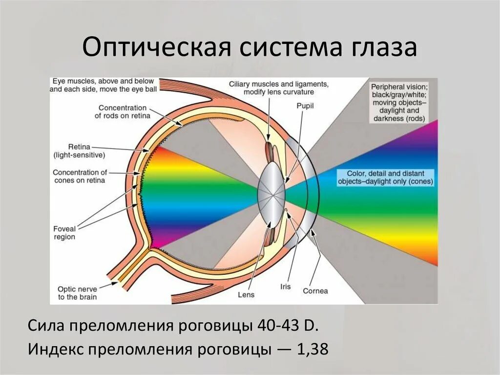 Фокусировка лучей света на внутренней. Оптическая система глаза. Строение оптической системы глаза. Схема оптической системы глаза. Оптическое строение глаза.