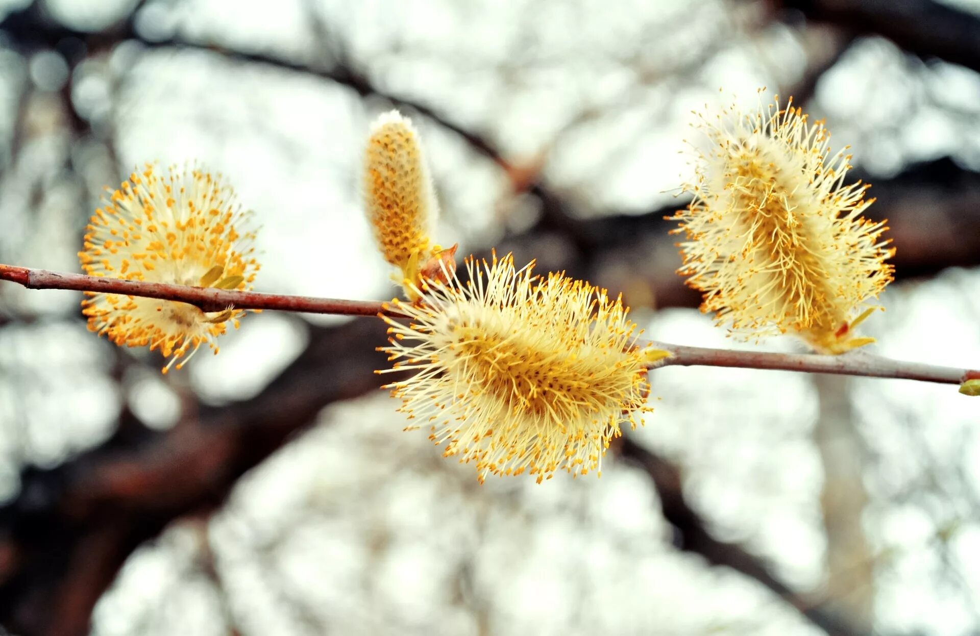 Ива Yellow Willow. Верба дерево. Цветущая Верба дерево. Цветение ивы весной. Верба название дерева