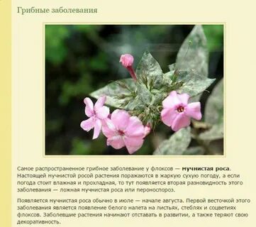 Чем опрыскивать флоксы от мучнистой