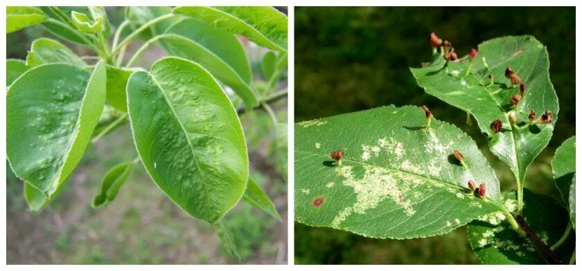 Spider mite Spider mites, Pests, Mites